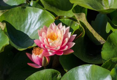  Nymphaea alba çiçeği, genellikle nilüfer çiçeği ya da nilüfer çiçeği olarak bilinir. 