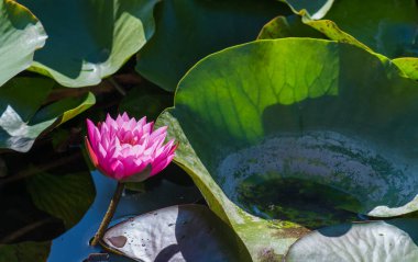  Nymphaea alba çiçeği, genellikle nilüfer çiçeği ya da nilüfer çiçeği olarak bilinir. 