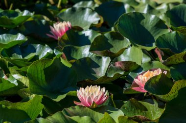  Nymphaea alba çiçeği, genellikle nilüfer çiçeği ya da nilüfer çiçeği olarak bilinir. 