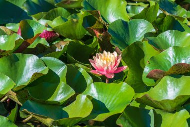  Nymphaea alba çiçeği, genellikle nilüfer çiçeği ya da nilüfer çiçeği olarak bilinir. 