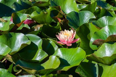  Nymphaea alba çiçeği, genellikle nilüfer çiçeği ya da nilüfer çiçeği olarak bilinir. 