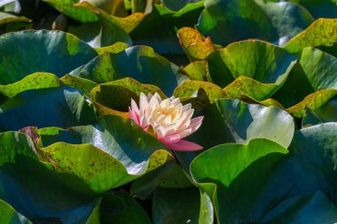  Nymphaea alba çiçeği, genellikle nilüfer çiçeği ya da nilüfer çiçeği olarak bilinir. 