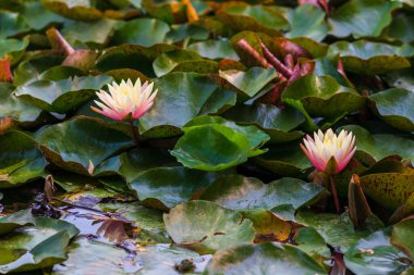  Nymphaea alba çiçeği, genellikle nilüfer çiçeği ya da nilüfer çiçeği olarak bilinir. 