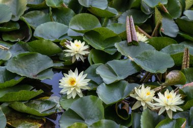  Nymphaea alba çiçeği, genellikle nilüfer çiçeği ya da nilüfer çiçeği olarak bilinir. 