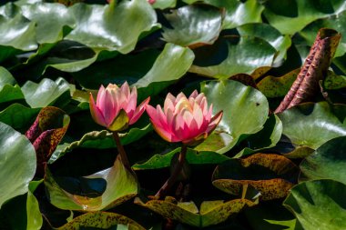  Nymphaea alba çiçeği, genellikle nilüfer çiçeği ya da nilüfer çiçeği olarak bilinir. 
