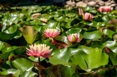  Nymphaea alba çiçeği, genellikle nilüfer çiçeği ya da nilüfer çiçeği olarak bilinir. 