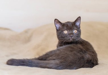 Şirin İngiliz kısa hava kedisi Seçici yumuşak odak