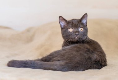 Şirin İngiliz kısa hava kedisi Seçici yumuşak odak