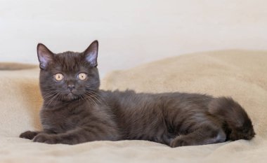 Şirin İngiliz kısa hava kedisi Seçici yumuşak odak