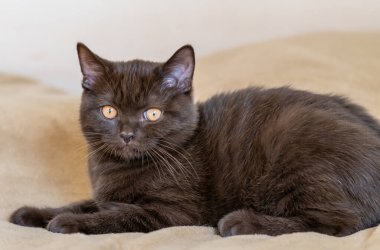 Şirin İngiliz kısa hava kedisi Seçici yumuşak odak