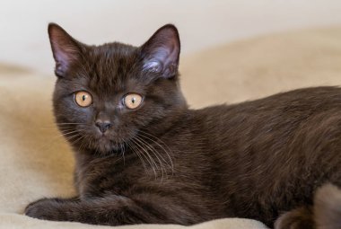 Şirin İngiliz kısa hava kedisi Seçici yumuşak odak