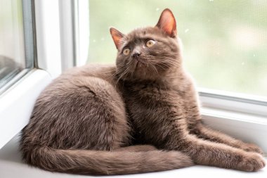 Şirin İngiliz kısa hava kedisi Seçici yumuşak odak