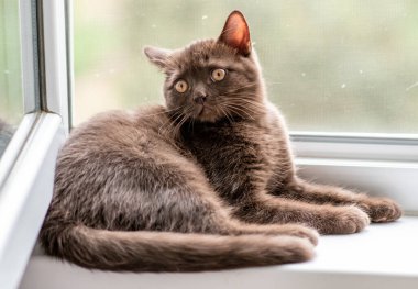 Şirin İngiliz kısa hava kedisi Seçici yumuşak odak