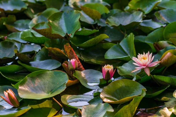 Nymphaea alba çiçeği, genellikle nilüfer çiçeği ya da nilüfer çiçeği olarak bilinir. 