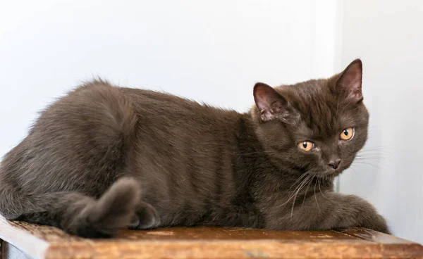 Lindo Británico Taquigrafía Gatito Selectivo Suave Foco —  Fotos de Stock