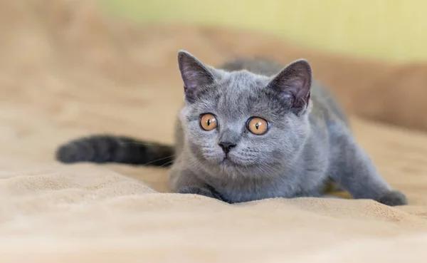 可爱的英国短毛猫咪选择性软焦点 — 图库照片