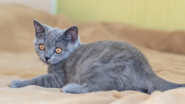 Cute British Shorthair Kitten Selective Soft Focus — Stock Photo, Image