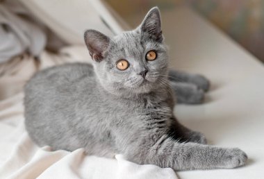 Şirin İngiliz kısa hava kedisi Seçici yumuşak odak