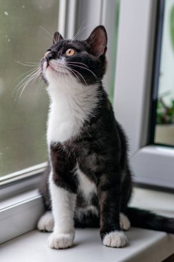 Şirin İngiliz kısa hava kedisi Seçici yumuşak odak