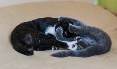 Şirin İngiliz kısa hava kedileri oynuyor. Seçici yumuşak odak