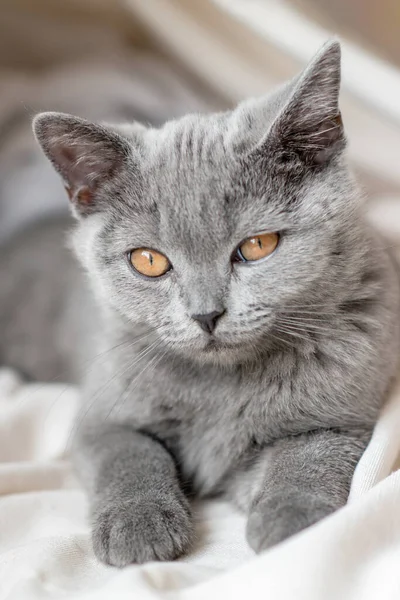 Cute British Shorthair Kitten Selective Soft Focus — Stock Photo, Image