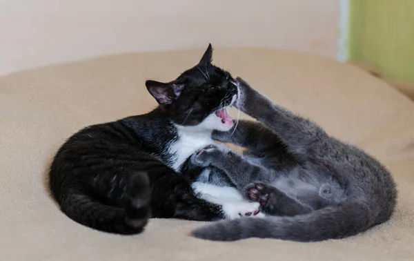 Gatinhos Curtos Britânicos Bonitos Estão Jogando Foco Suave Seletivo — Fotografia de Stock