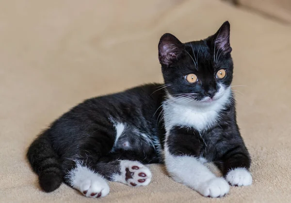 Şirin İngiliz kısa hava kedisi Seçici yumuşak odak