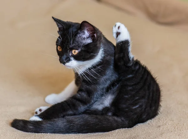 Bonito Britânico Shorthair Gatinho Seletivo Suave Foco — Fotografia de Stock