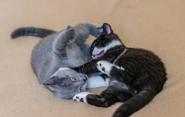 Gatinhos Curtos Britânicos Bonitos Estão Jogando Foco Suave Seletivo — Fotografia de Stock