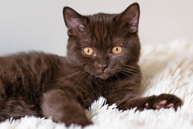 Şirin çikolatalı İngiliz kısa hava kedisi Seçici yumuşak odak