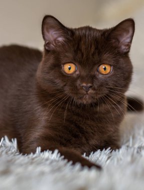 Şirin çikolatalı İngiliz kısa hava kedisi Seçici yumuşak odak