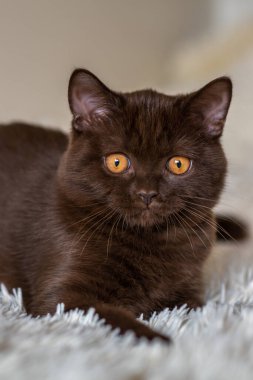 Şirin çikolatalı İngiliz kısa hava kedisi Seçici yumuşak odak