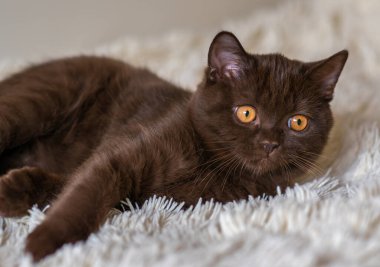 Şirin çikolatalı İngiliz kısa hava kedisi Seçici yumuşak odak