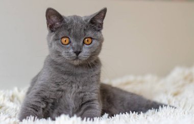 Şirin İngiliz kısa hava mavi kedi yavrusu Seçici yumuşak odak