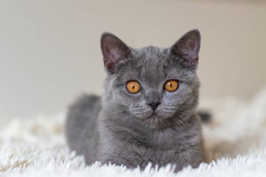 Şirin İngiliz kısa hava mavi kedi yavrusu Seçici yumuşak odak