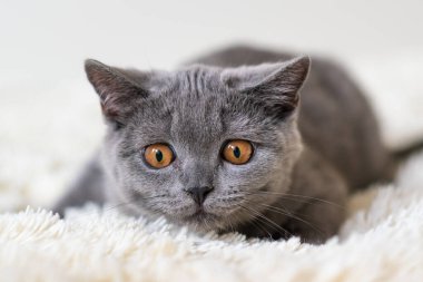 Şirin İngiliz kısa hava mavi kedi yavrusu Seçici yumuşak odak