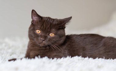 Şirin çikolatalı İngiliz kısa hava kedisi Seçici yumuşak odak