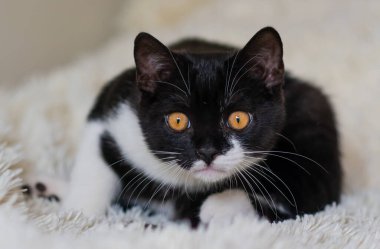 İki renkli İngiliz kısa hava kedisi, siyah beyaz kedi. Komik duygular. Seçici odak.