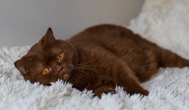 Büyük İngiliz kısa saç portresi, kahverengi kedi. Tarçın rengi.