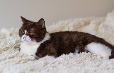 Kızgın İngiliz Shothair bicolor kedisinin portresi 