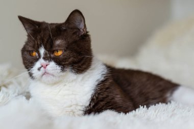 Kızgın İngiliz Shothair bicolor kedisinin portresi 