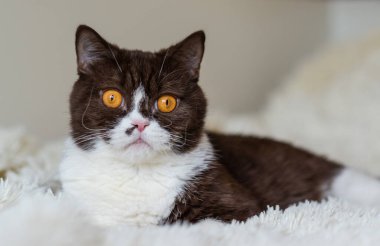 Komik İngiliz Shothair bicolor kedisinin portresi 