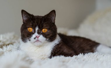 Komik İngiliz Shothair bicolor kedisinin portresi 