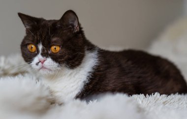 Komik İngiliz Shothair bicolor kedisinin portresi 