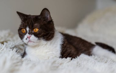 Komik İngiliz Shothair bicolor kedisinin portresi 