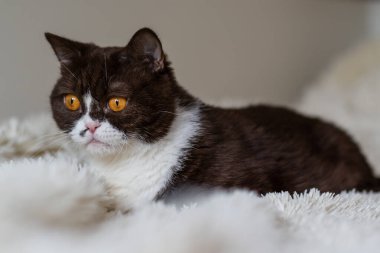 Komik İngiliz Shothair bicolor kedisinin portresi 