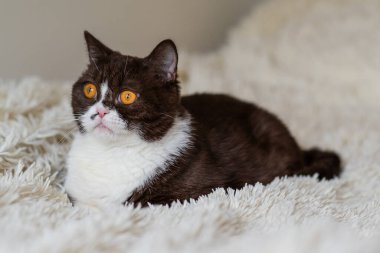 Komik İngiliz Shothair bicolor kedisinin portresi 