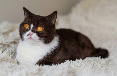 Komik İngiliz Shothair bicolor kedisinin portresi 