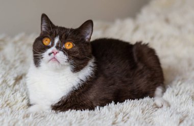 Komik İngiliz Shothair bicolor kedisinin portresi 