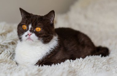 Komik İngiliz Shothair bicolor kedisinin portresi 